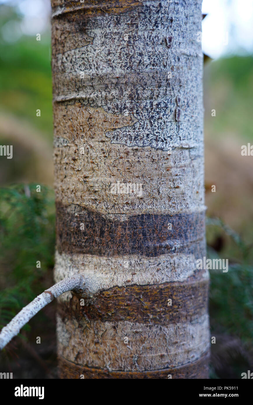 Ansicht einer Kauri Baum in einem Wald im Norden Island, Neuseeland Stockfoto