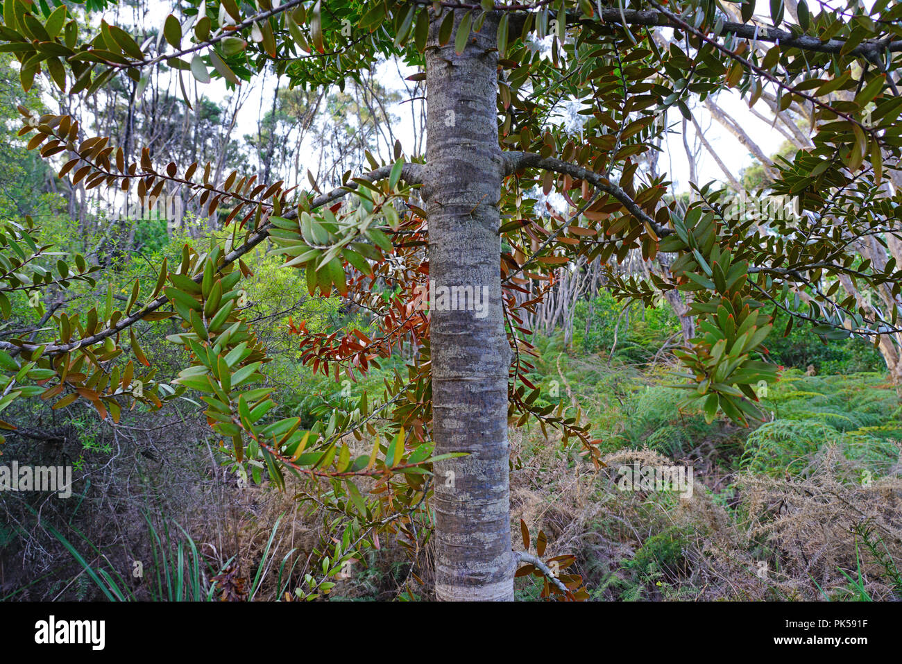 Ansicht einer Kauri Baum in einem Wald im Norden Island, Neuseeland Stockfoto