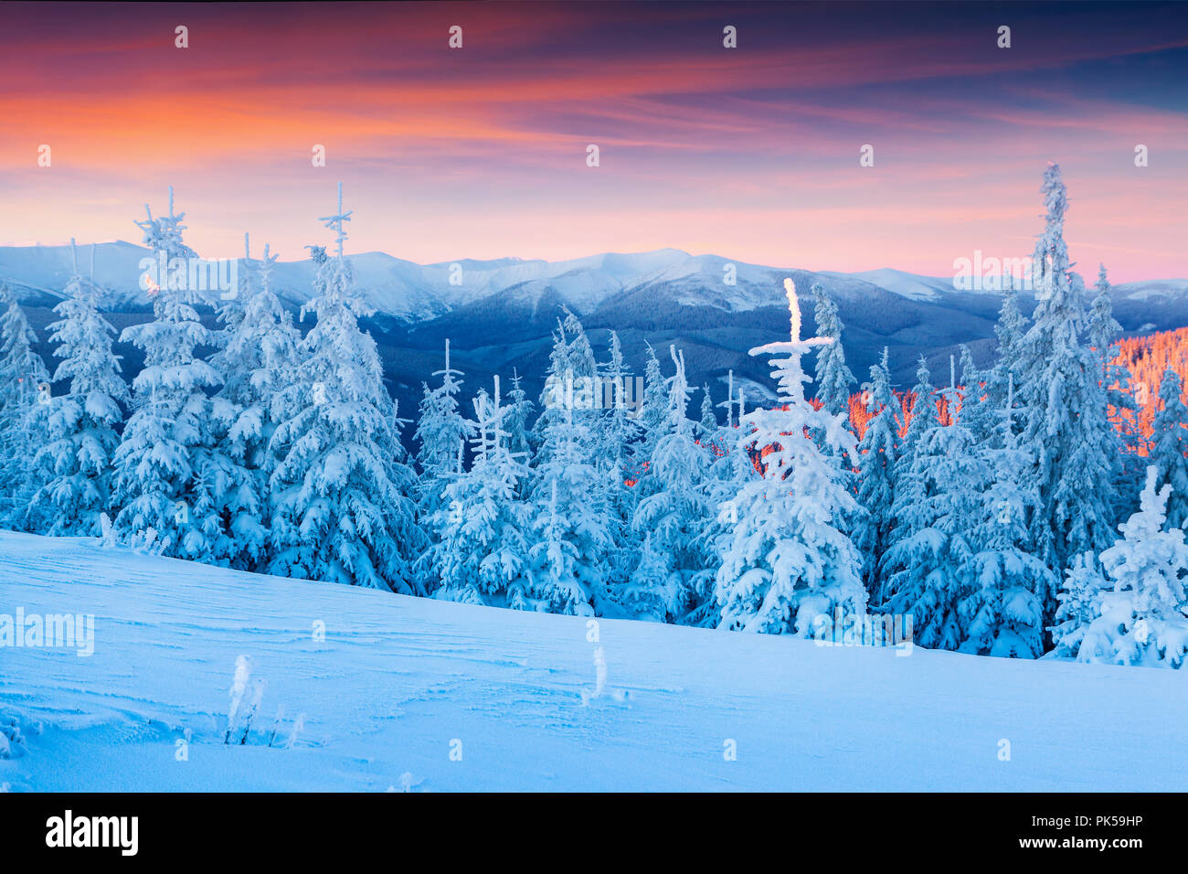 Bunte winter Szene in die Karpaten. Tannen Neuschnee bedeckt bei frostigen Morgen glühende erste Sonnenlicht. Stockfoto