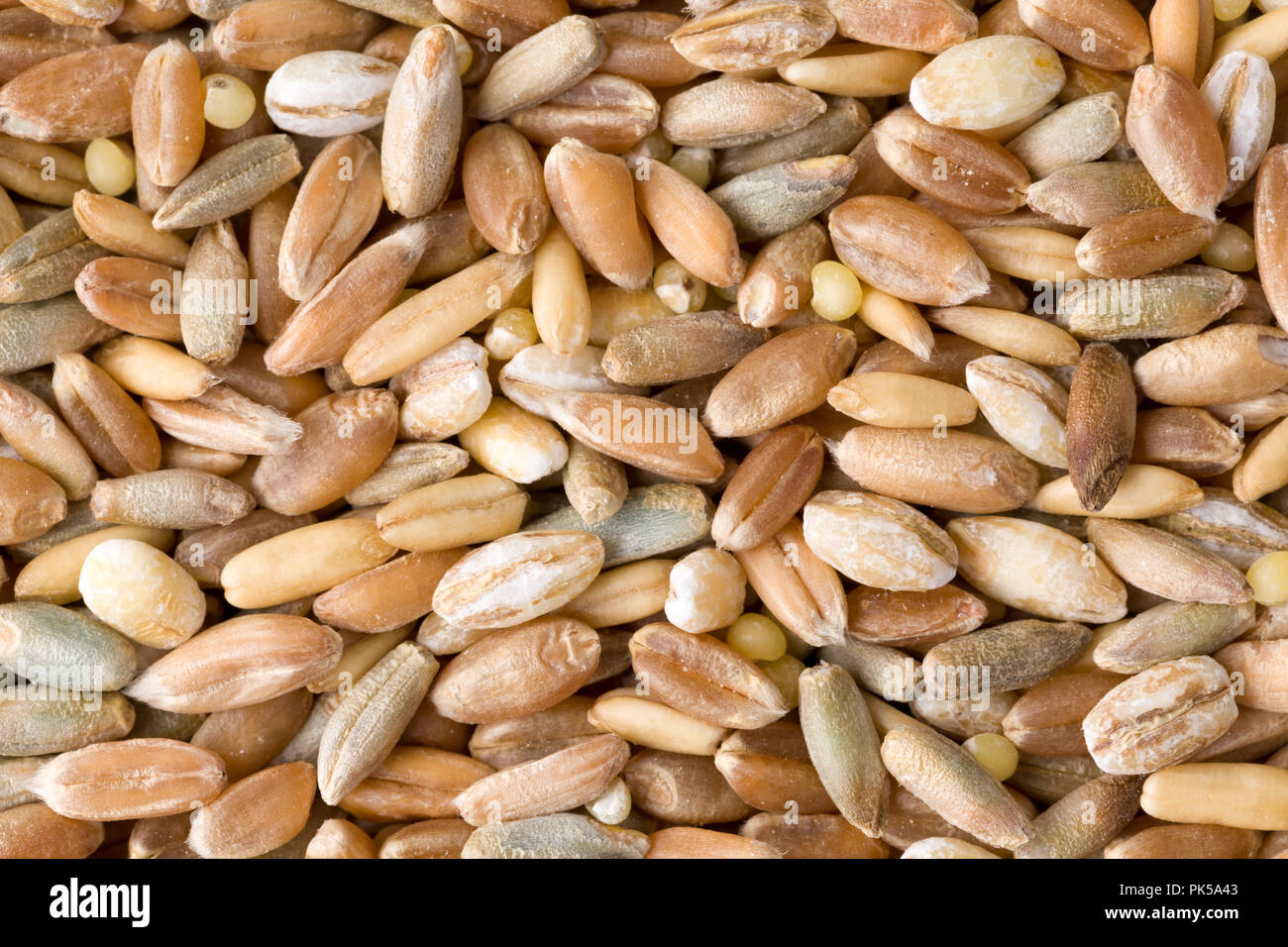 Weizen, Roggen, Dinkel, Gerste und Sorghum Getreide samen Nahaufnahme Muster Hintergrund. Ansicht von oben. Studio Shot Stockfoto