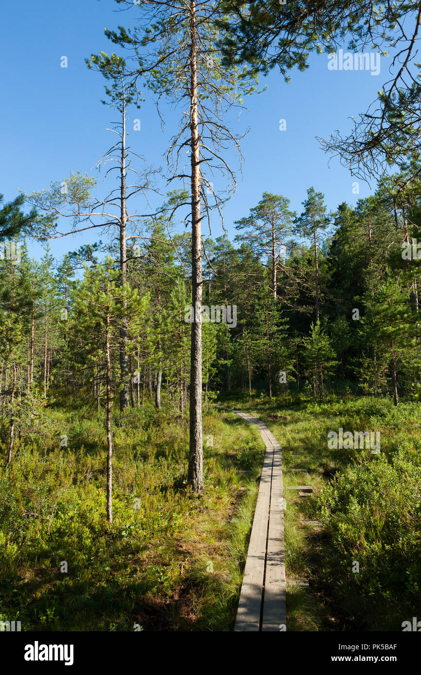 Trail im finnischen Wald im Sommer Tag Stockfoto