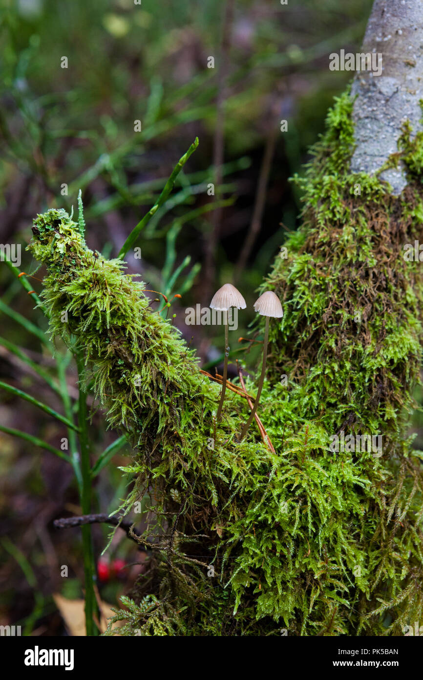 Zwei kleine Pilze wachsen in Wald Stockfoto