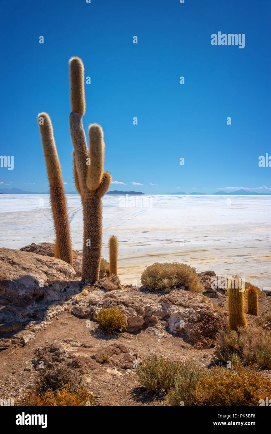 Große Kaktus in Insel Incahuasi, Salar de Uyuni Salzsee, Potosi, Bolivien Stockfoto
