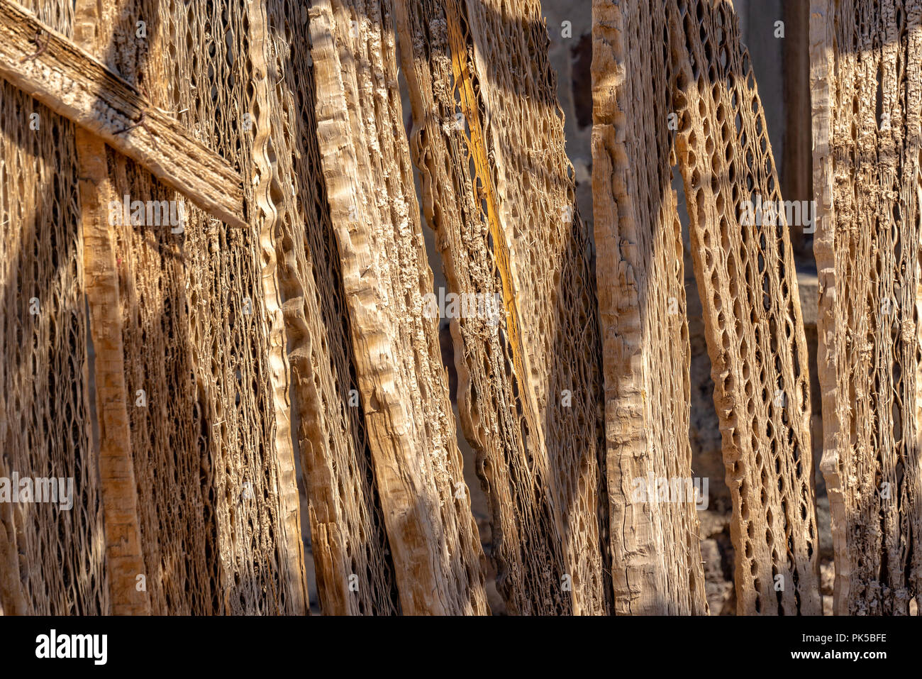Cactus Holzplanken Hintergrund Stockfoto