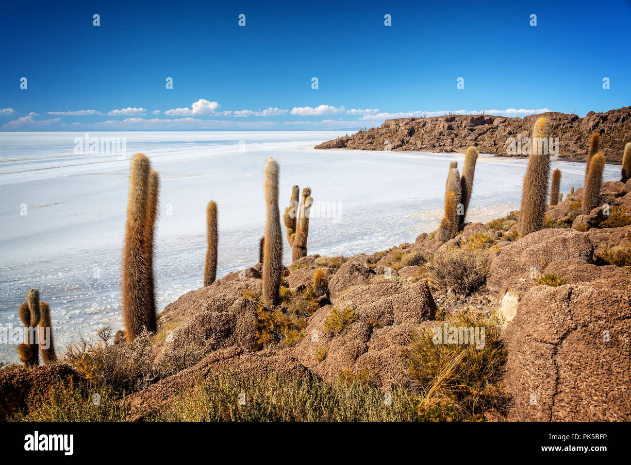 Kakteen in Insel Incahuasi, Salar de Uyuni Salzsee, Potosi, Bolivien Stockfoto