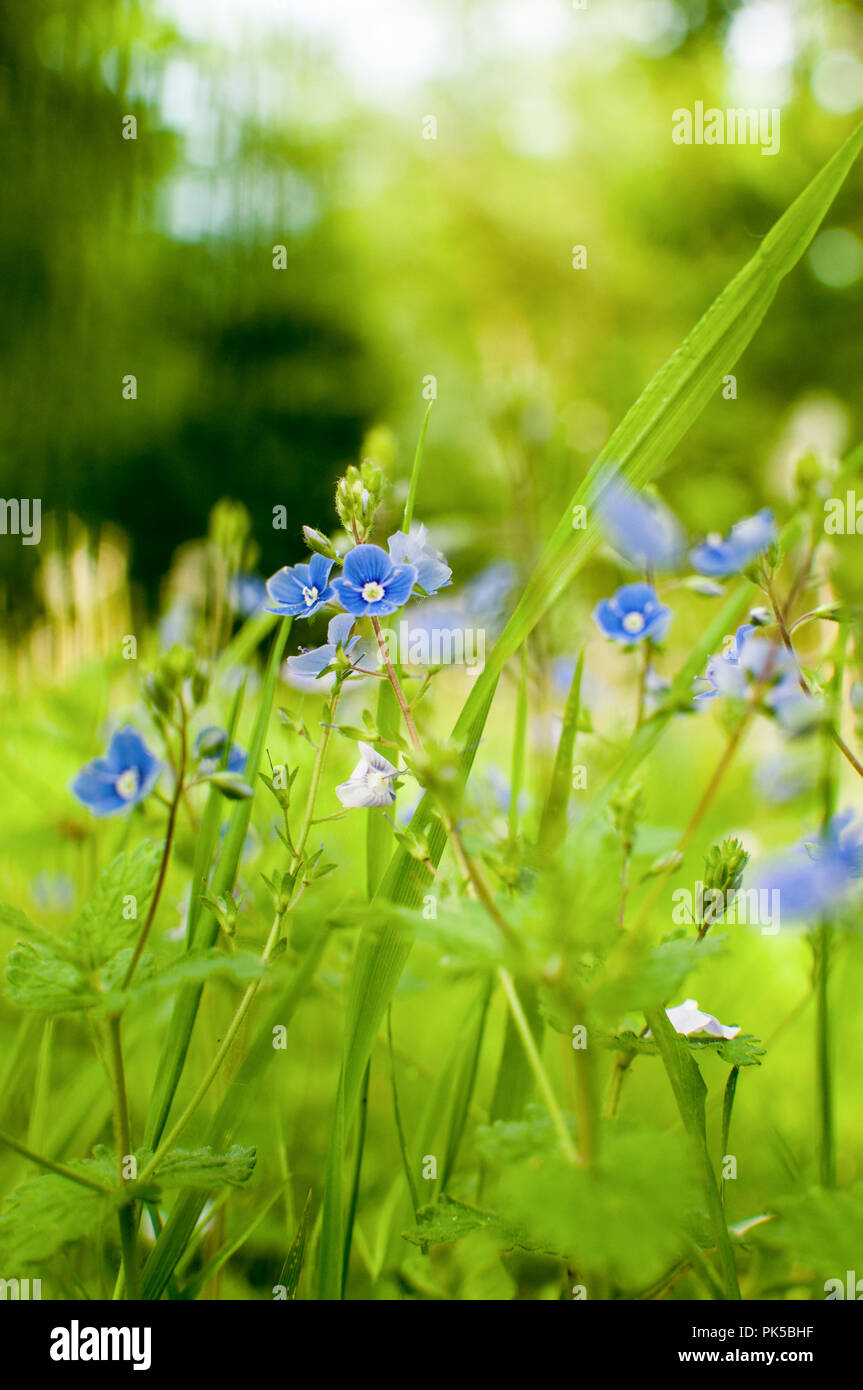 Kleine, blaue Veronica chamaedrys auf einer Wiese Stockfoto