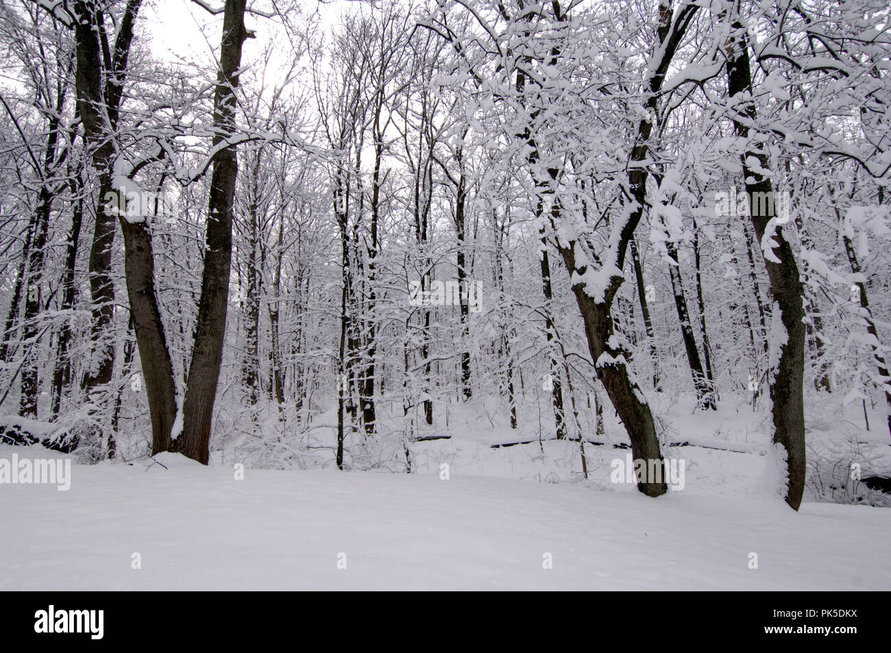 Schneefall in der Blueridge Mountains von Virginia Aufzeichnung gedumpten mindestens ein Fuß Schnee auf dem Pine Grove in Bluemont in Clarke County, Virginia gelegen. Stockfoto