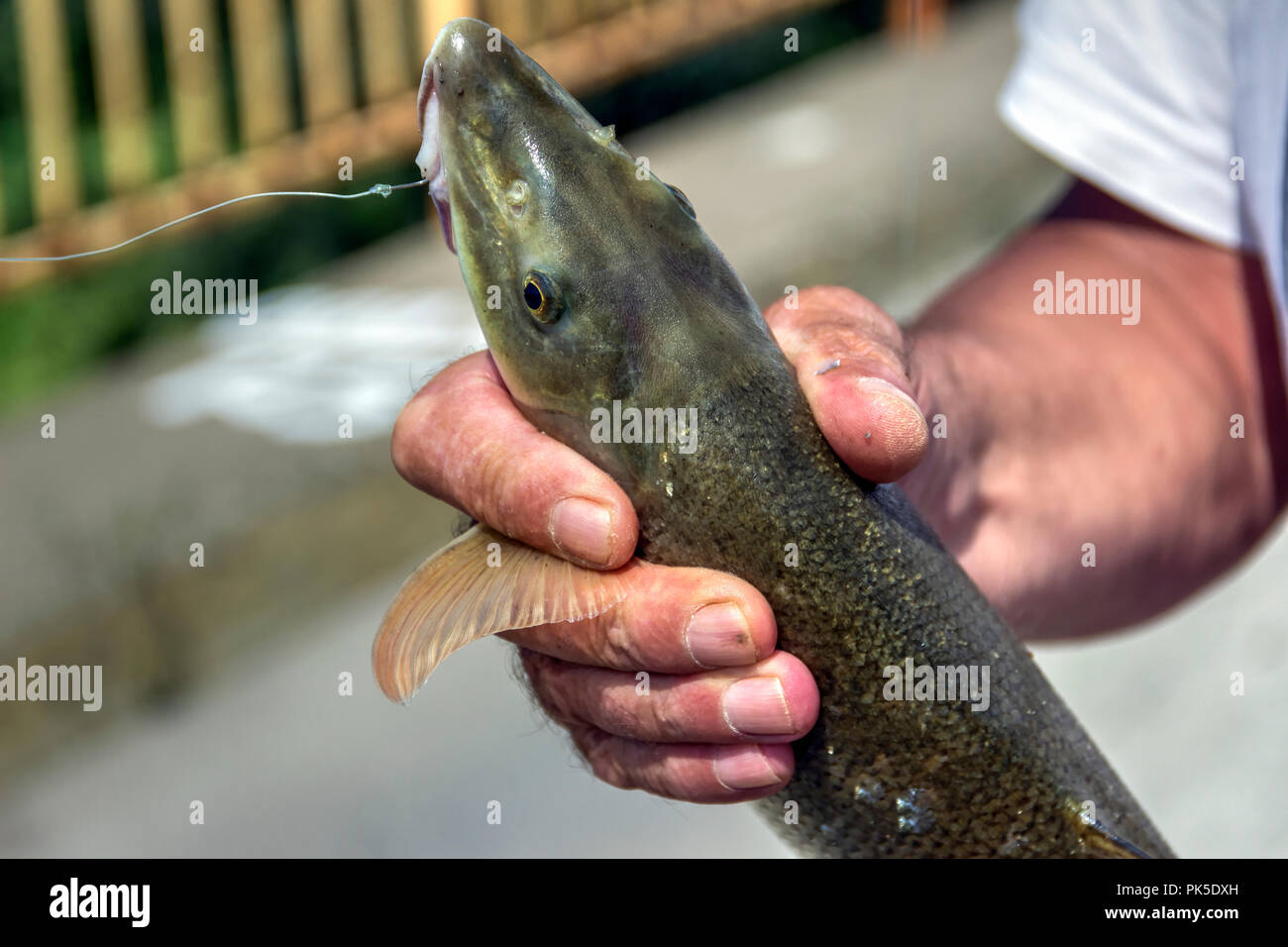 Samac, Bosnien und Herzegowina, August 2018 - Angler auf eine Brücke mit einer Barbe (Barbus barbus), die gerade aus dem Fluss Bosna gefangen wurden. Stockfoto