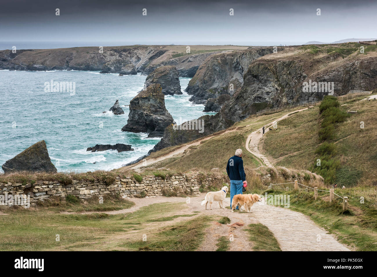 Ein Hund Walker mit seinen Hunden auf dem South West Coast Path mit Blick auf Bedruthan Steps in Cornwall. Stockfoto