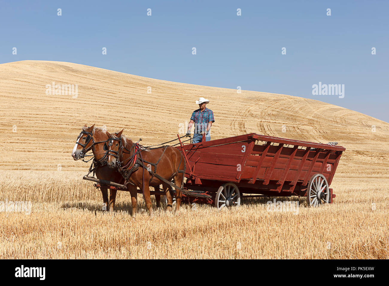 Colfax, Washington USA - 09-03-2018. Editorial Foto von Männern fahren Zugpferde einen Wagen bei der jährlichen Colfax dreschen Biene in Colfax, Waschmaschine zu ziehen Stockfoto