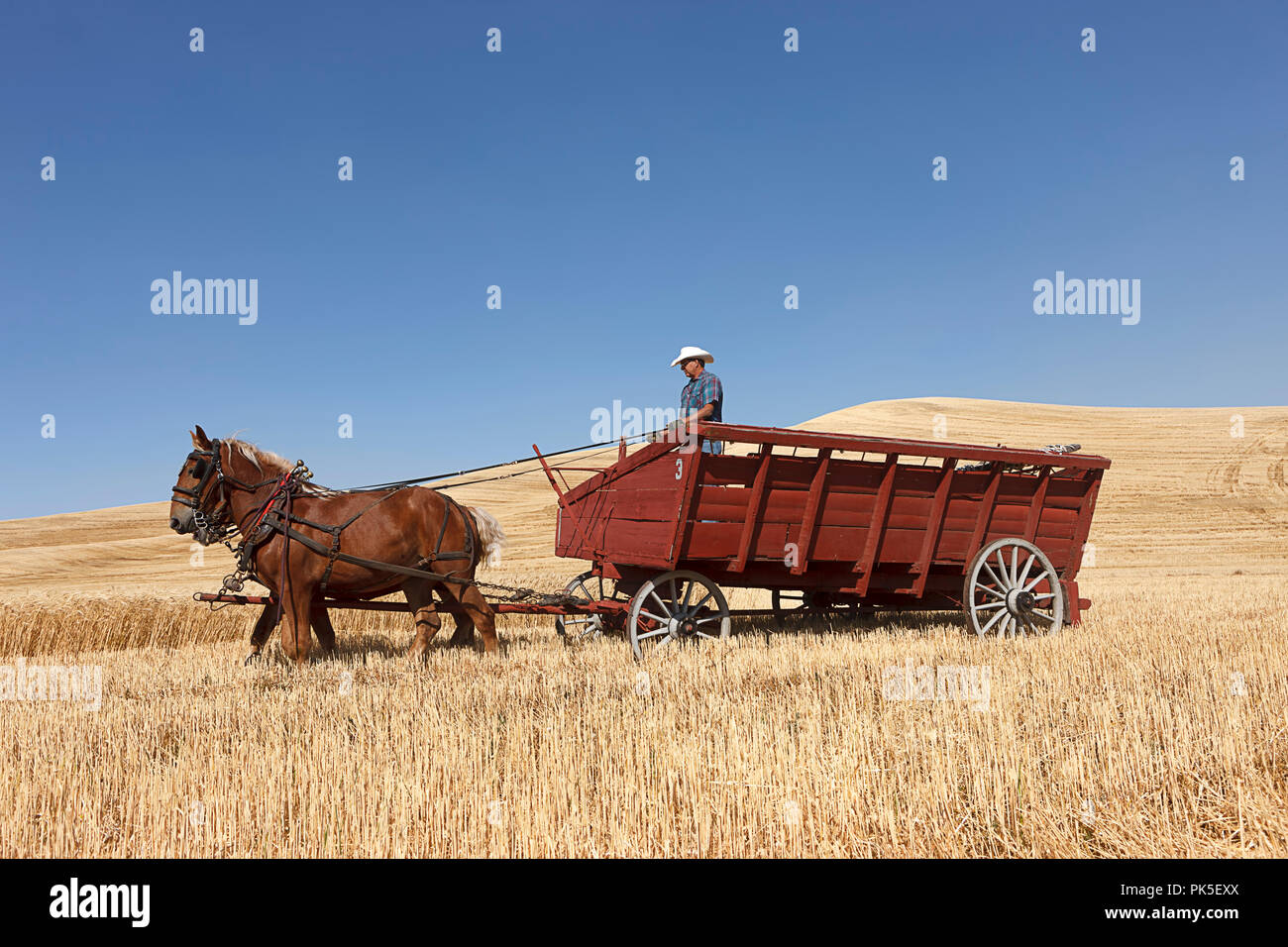 Colfax, Washington USA - 09-03-2018. Editorial Foto von Männern fahren Zugpferde einen Wagen bei der jährlichen Colfax dreschen Biene in Colfax, Waschmaschine zu ziehen Stockfoto