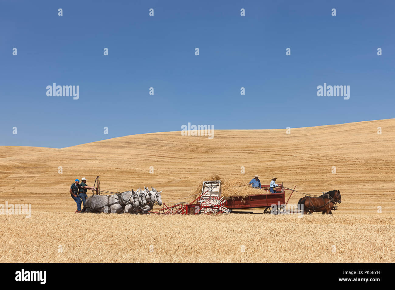 Colfax, Washington USA - 09-03-2018. Editorial Foto von Männern fahren Entwurf Maultiere treibt ein swather zu ernten Weizen in der alten Zeit dreschen Biene in Co Stockfoto