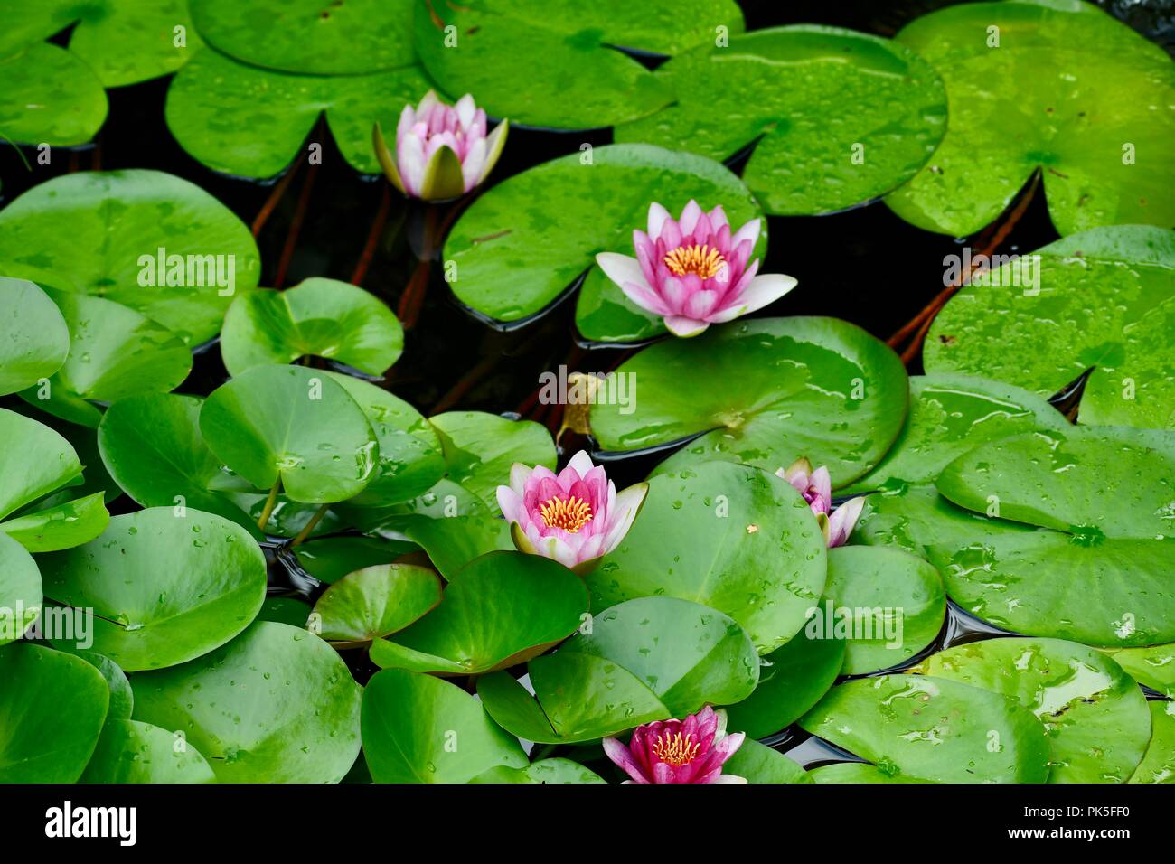 Seerosen in Wasser Garten Stockfoto