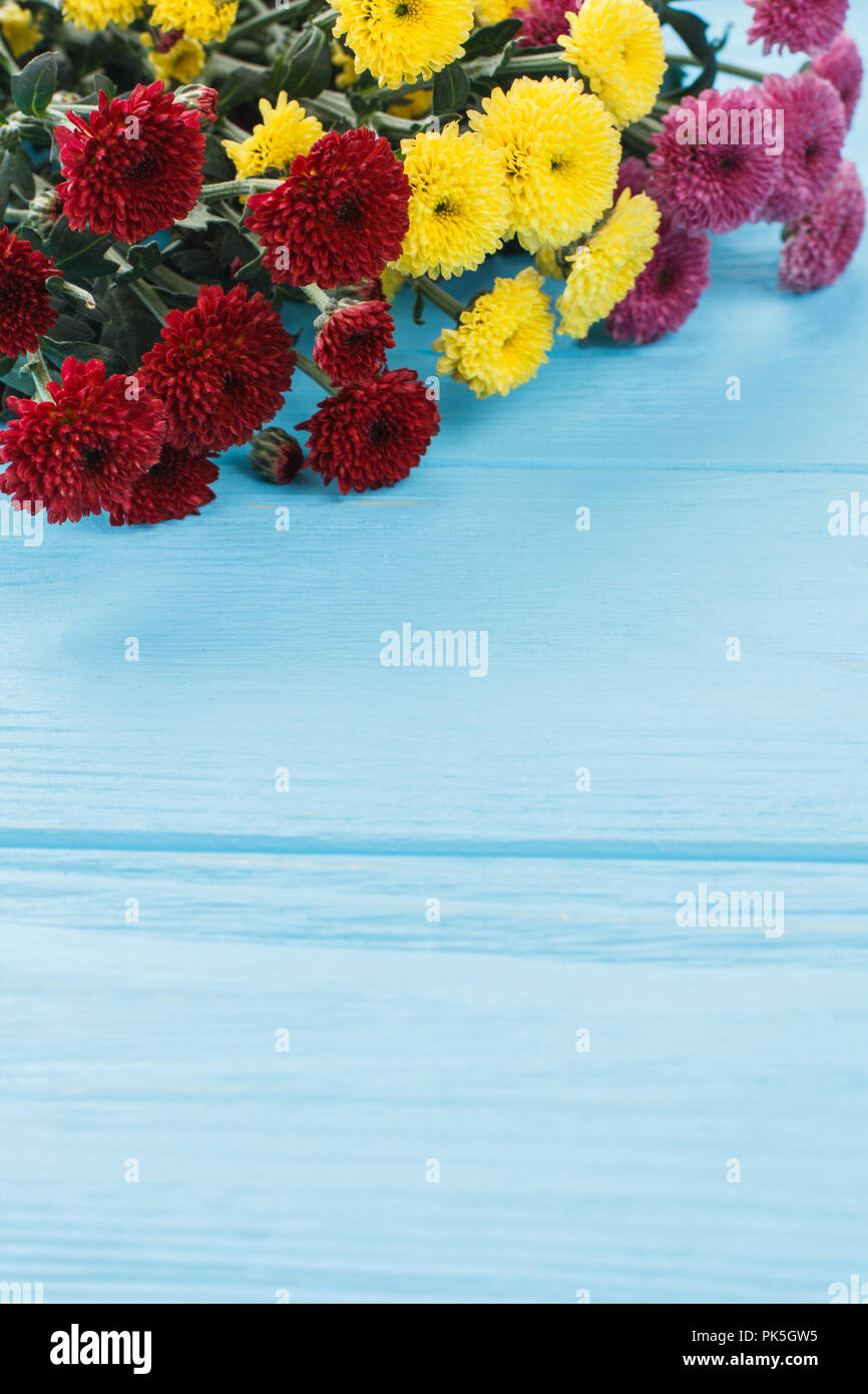 Bunte dahlien Blumen auf Holz. Close Up. Rot, gelb und rosa Blüten. Stockfoto