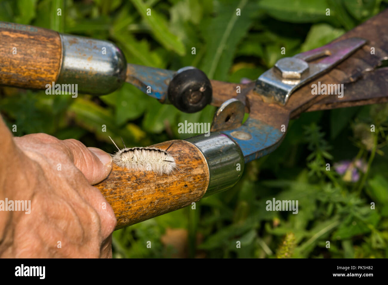 Versteckte Gefahren der Gartenarbeit. Eine Frau von einem Hickory Tussock Caterpillar gestochen werden beim Schneiden von Unkraut im Garten. Stockfoto