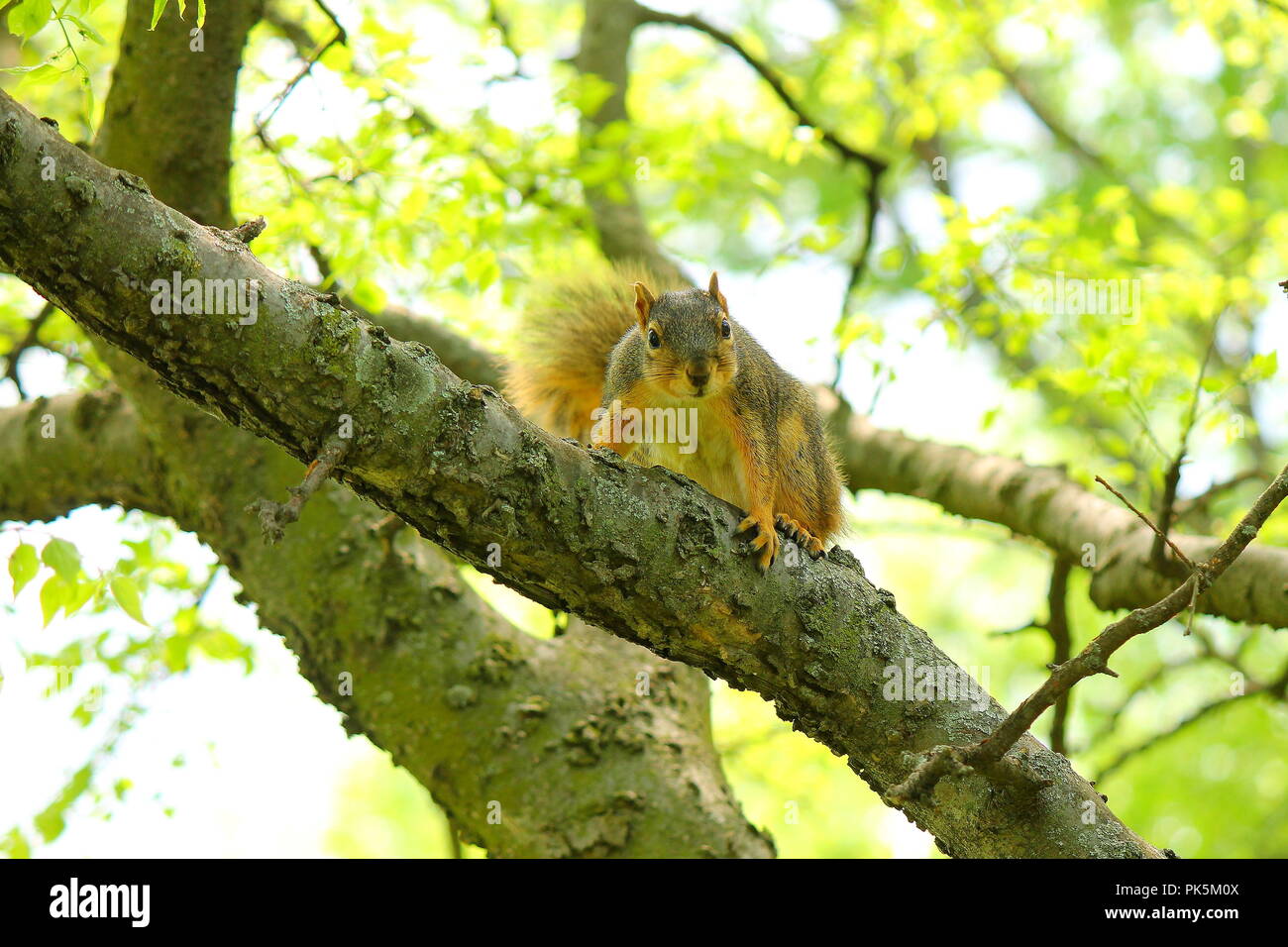 Ein Foto von einem männlichen Eichhörnchen beobachten die Kamera sein Bild nehmen Stockfoto