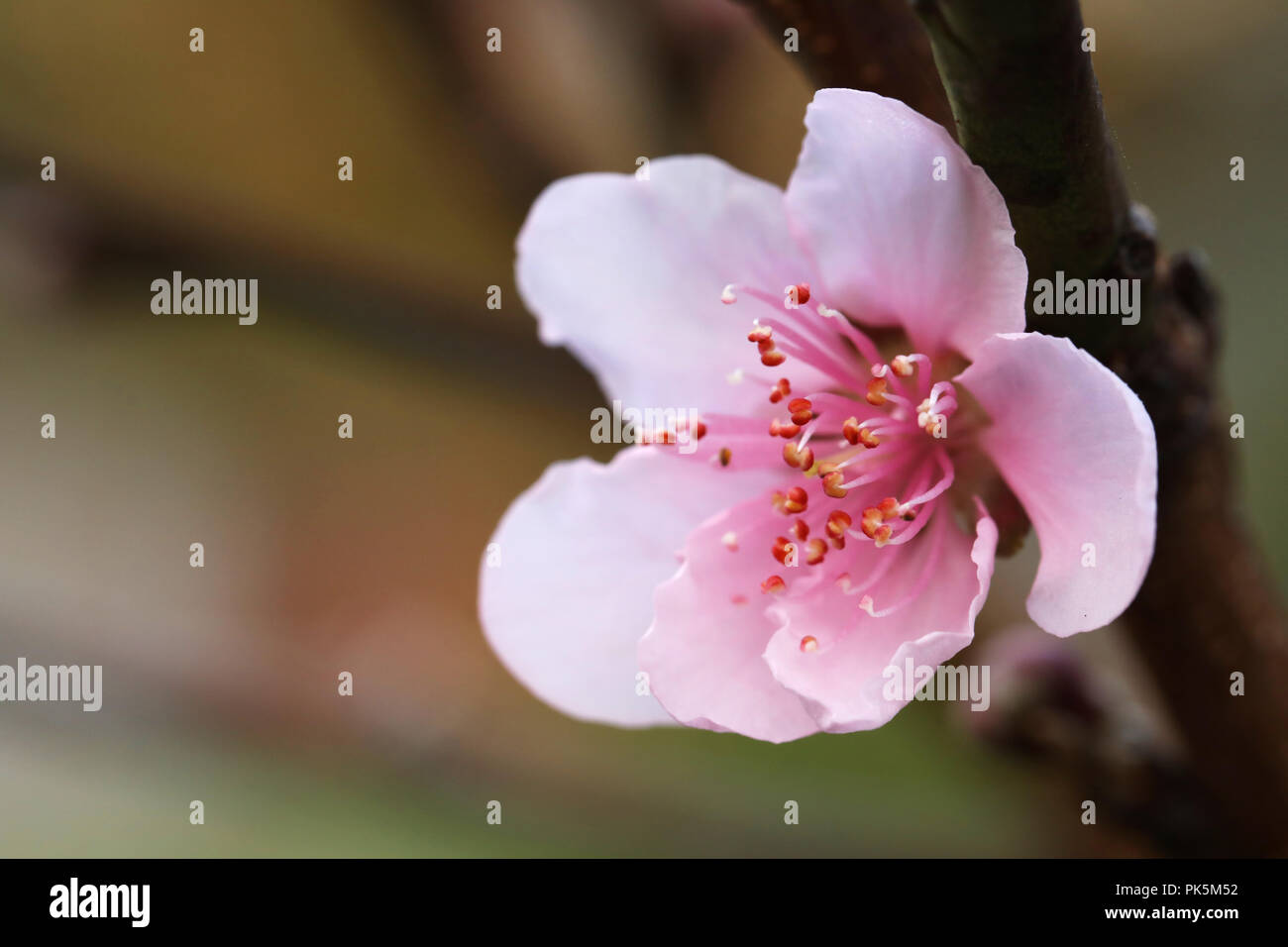 Makro Nahaufnahme einer neuen Jahreszeit Frühling Peach Blossom. Schönen zarten Rosa über ein weiches, blütenförmiges und Blume. Wechsel der Jahreszeit, Fruchtbarkeit Jahreszeiten Konzept mit f Stockfoto