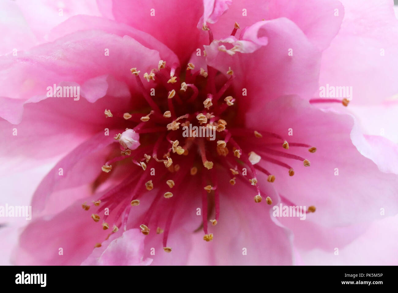 Makro Nahaufnahme innen eine neue Jahreszeit Frühling Peach Blossom. Schönen zarten Rosa über ein weiches, blütenförmiges und Blume. Wechsel der Jahreszeit, Fruchtbarkeit Jahreszeiten Konzept wi Stockfoto