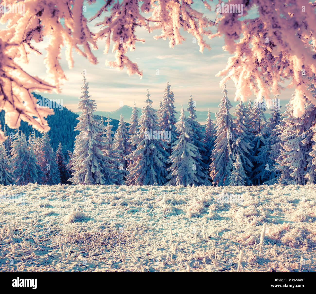 Bunte winter Morgen im Bergwald. Instagram Muskelaufbau. Stockfoto