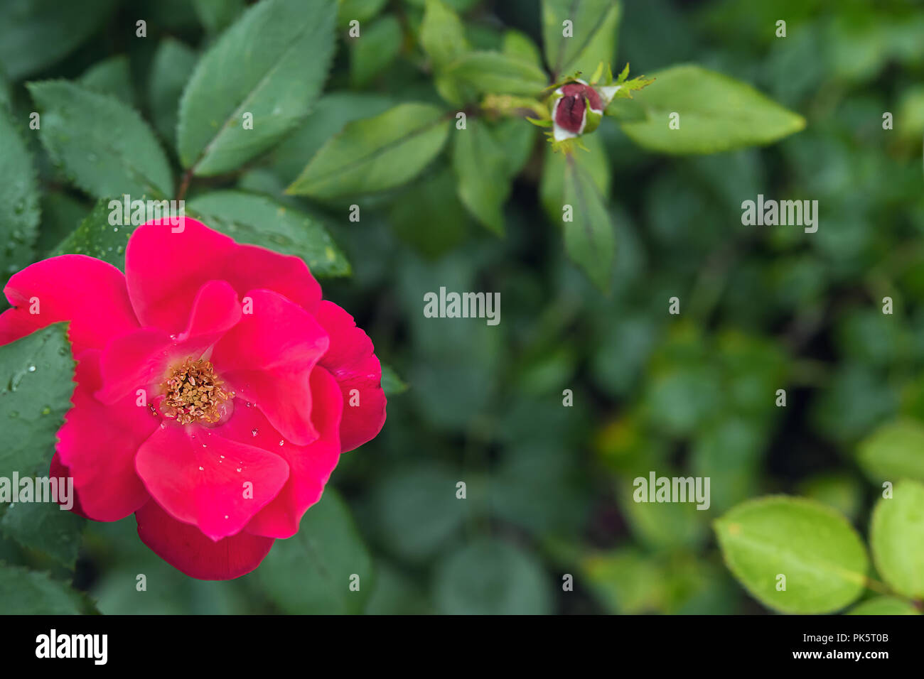 Nahaufnahme von Blooming rote Rose Strauch mit Wassertropfen auf Blüten und nasses Laub. Selektive konzentrieren. Romantische Hintergrund für Sommer oder Frühling themed greeti Stockfoto