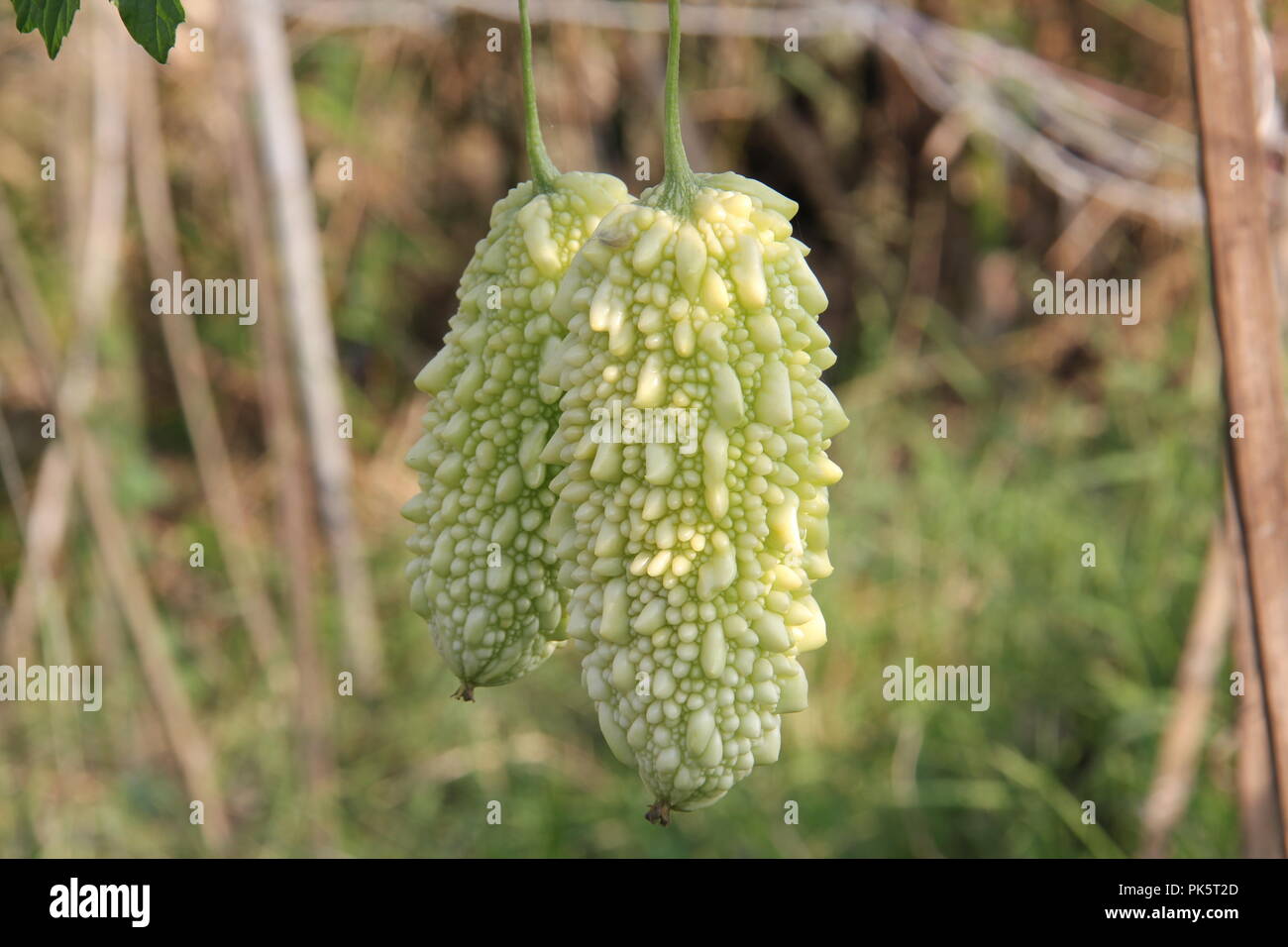 Bitter Melone oder Bittermelone (Momordica Charantia) Stockfoto
