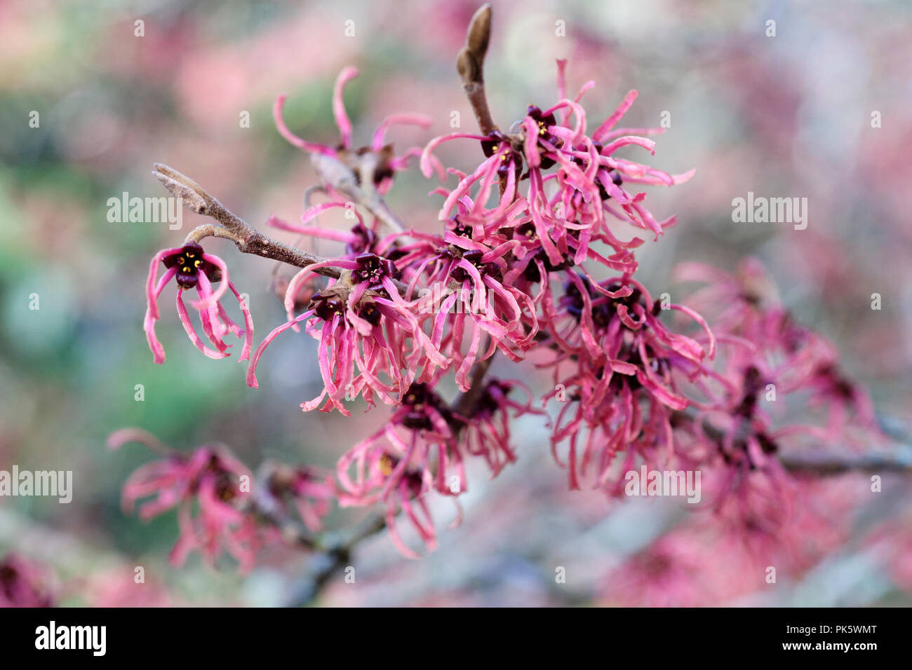 Nahaufnahme der winterblüher Hamamelis x intermedia 'Ruby Glow', Hamamelis 'Ruby Glow' Stockfoto