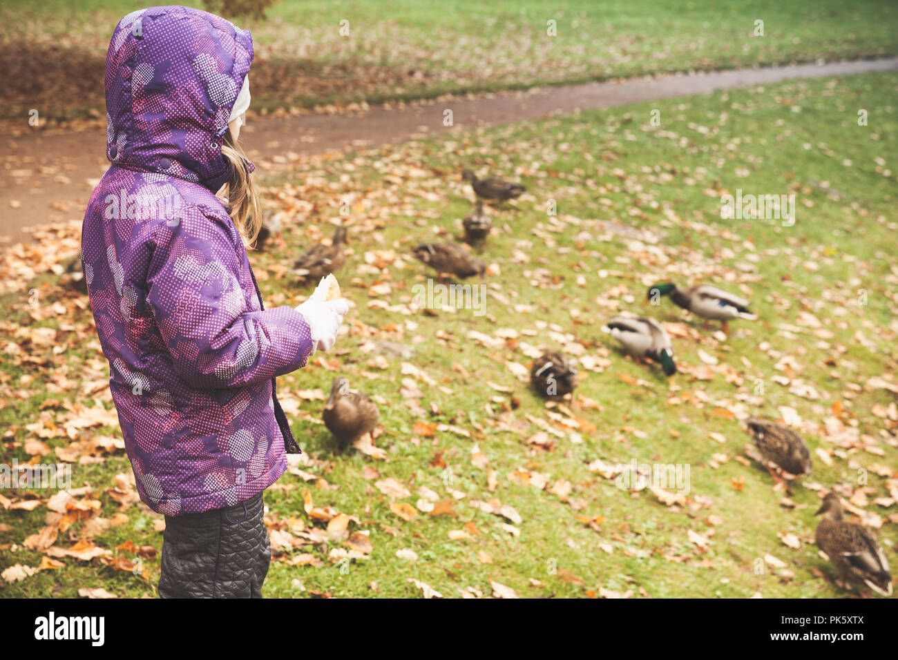Kleines Mädchen feeds Enten auf einem Teich Küste in öffentlichen Herbst Park Stockfoto