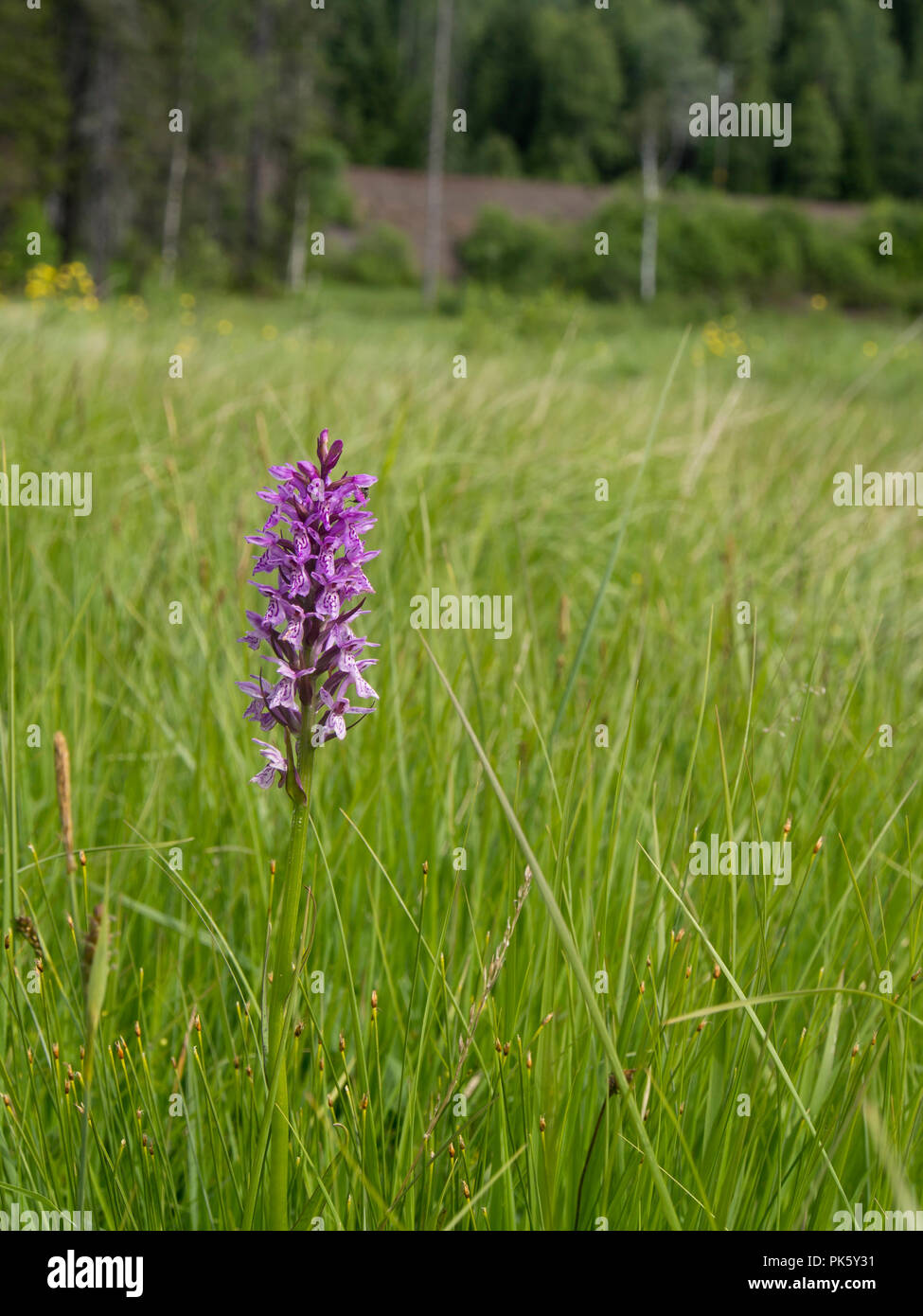 Slåttmyra Naturreservat, einem Naturschutzgebiet Konservieren von alten Gras Ernte Techniken von den Mauren, die in vielen Orchideenarten, Oslo, Norwegen Stockfoto