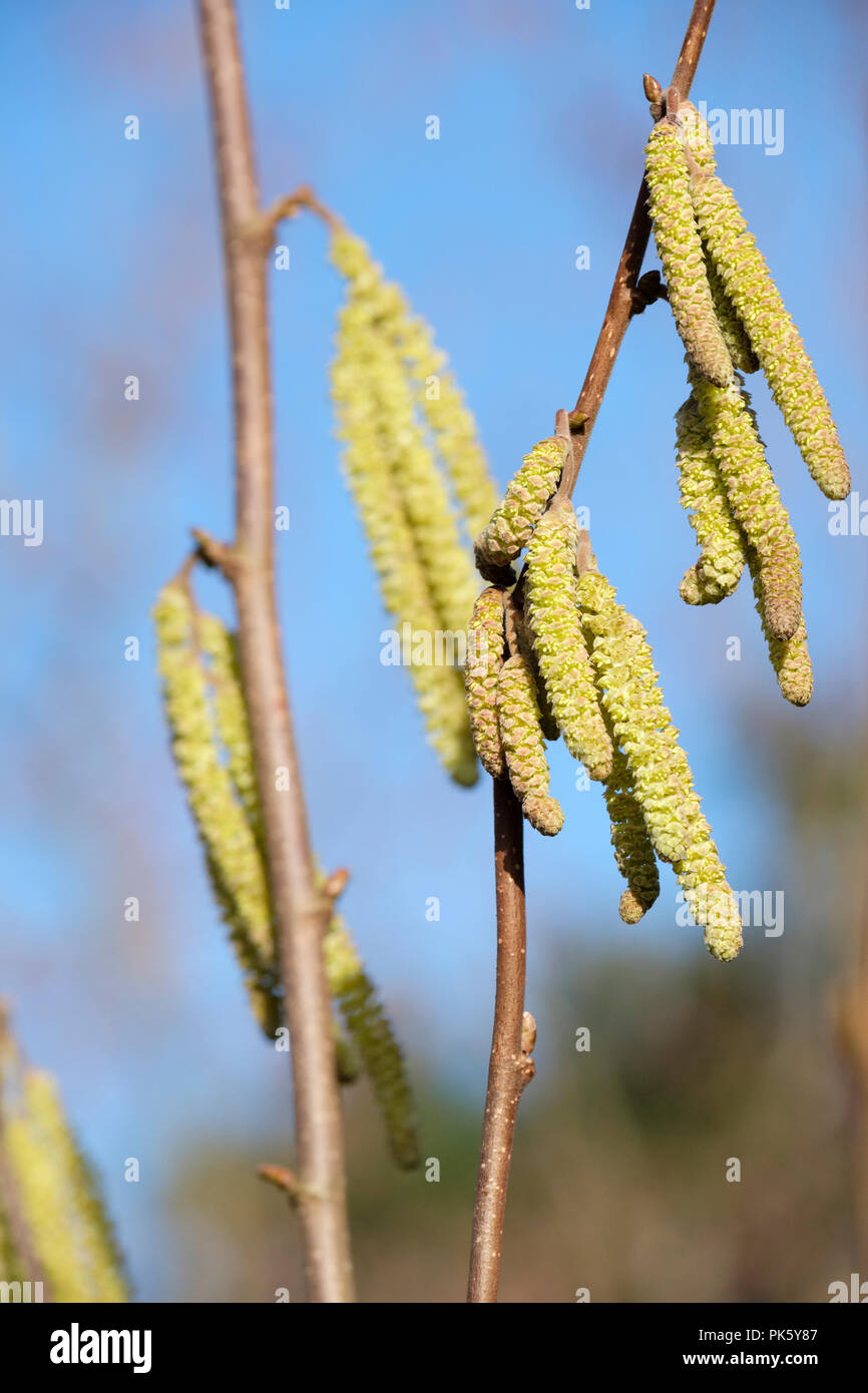 Corylus avellana, Hasel oder cobnut Hellgelb Palmkätzchen Stockfoto