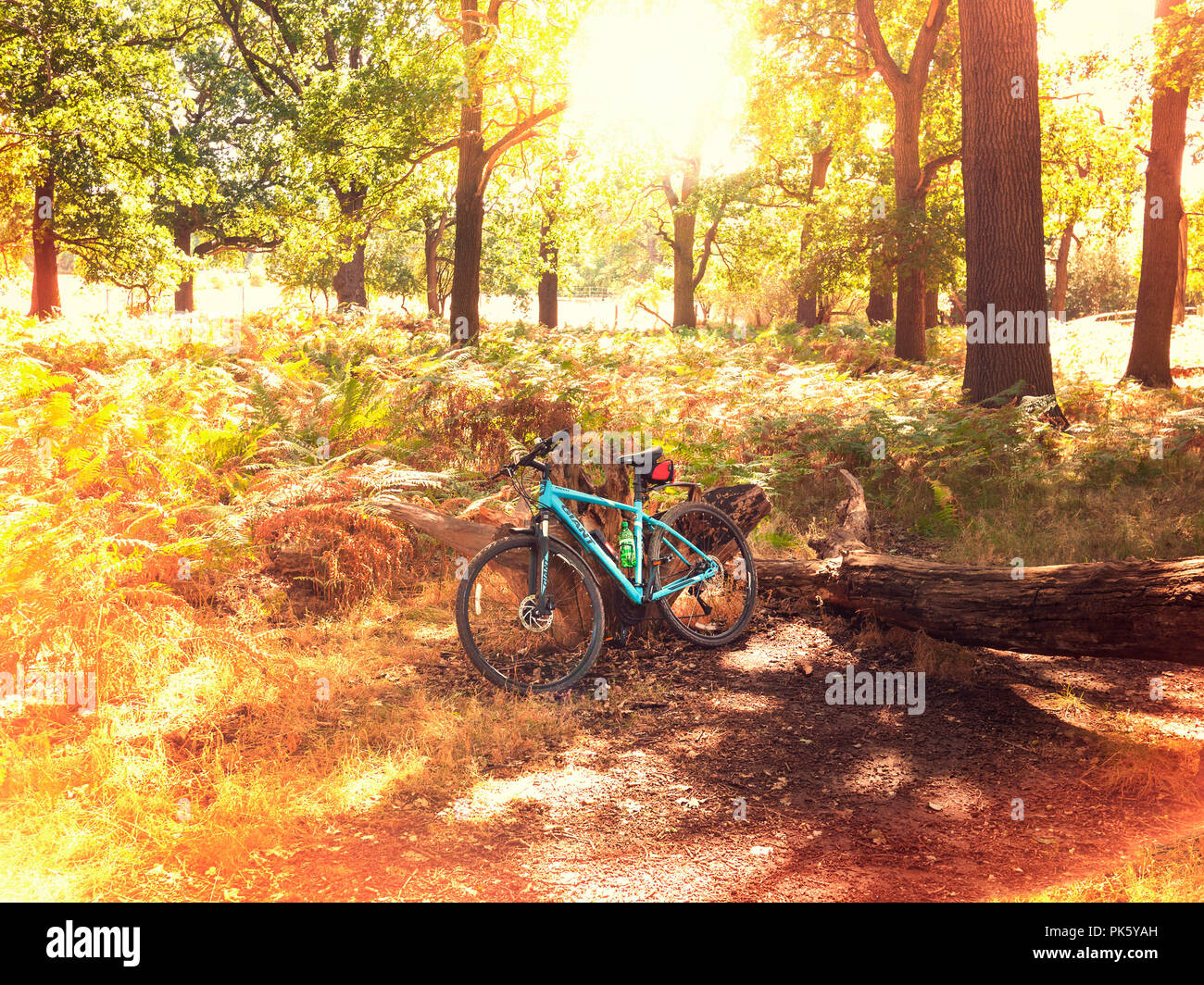 Mountainbike im Richmond Park Bike Trail Richmond GROSSBRITANNIEN Stockfoto