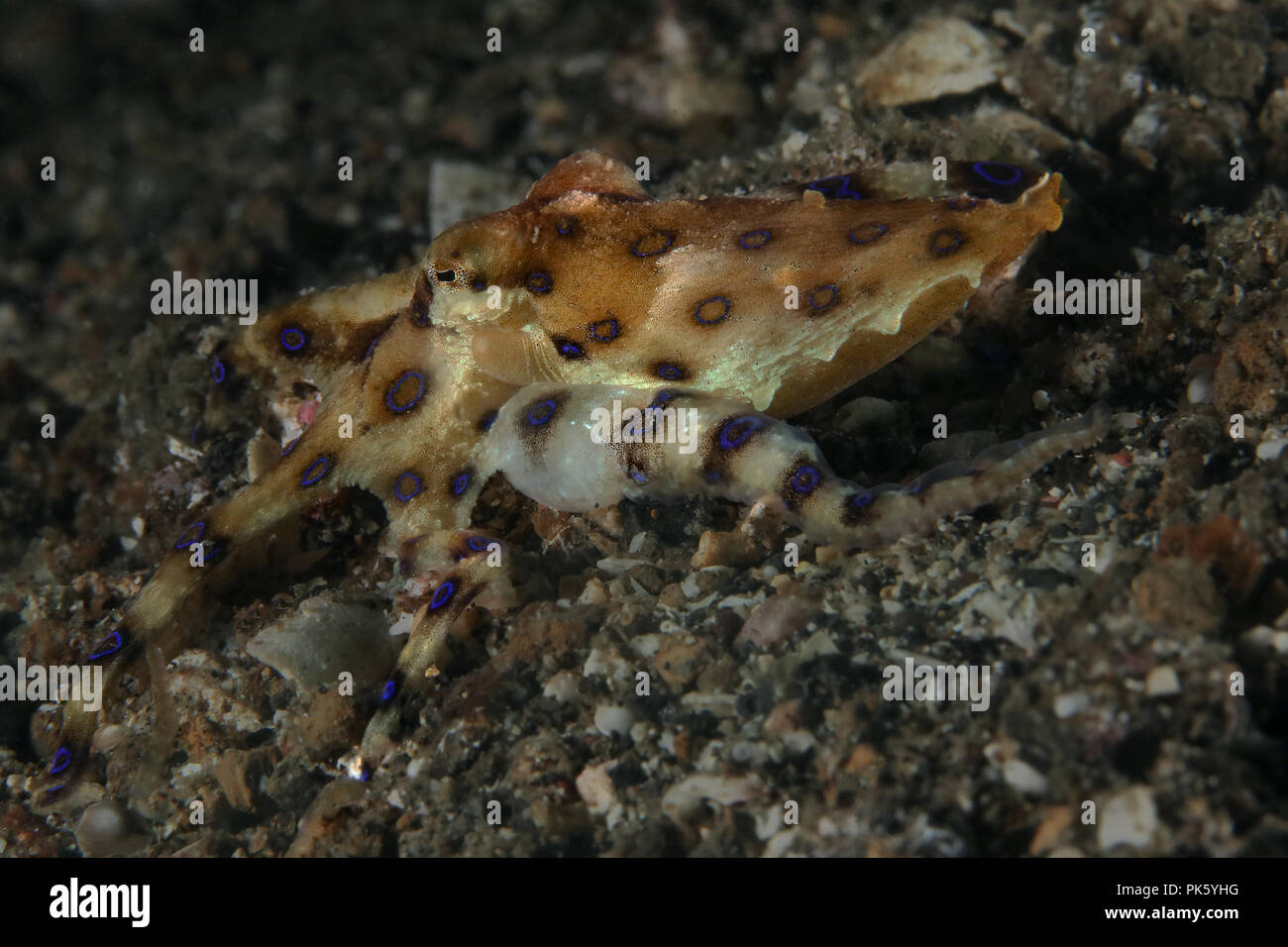 Blue ring Octopus (Hapalochlaena lunulata). Bild wurde in Lembeh Strait, Indonesien Stockfoto