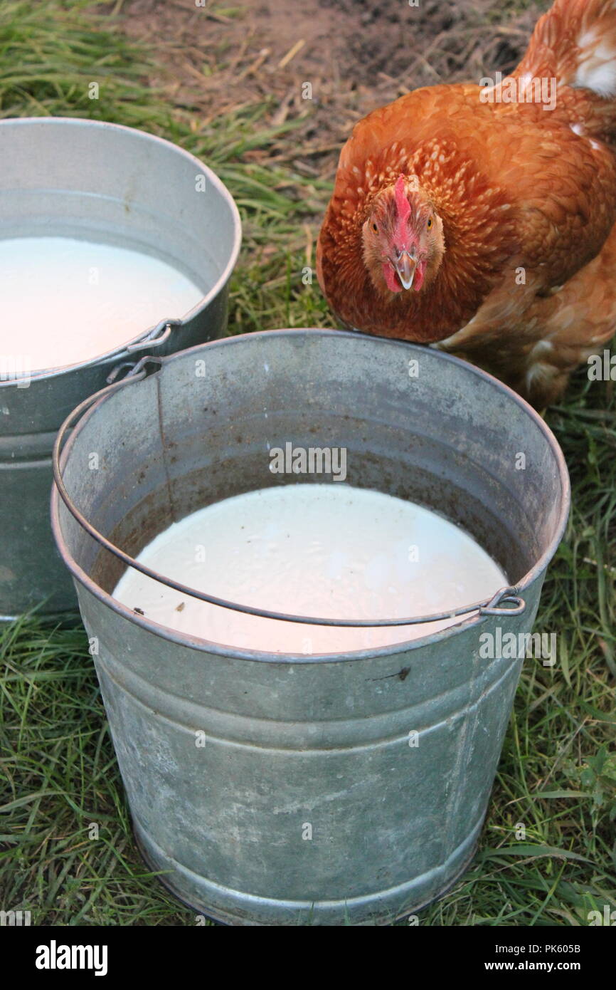 Rotes Hähnchen, das an einem späten Sommertag frische, nicht pasteurisierte Milch aus einem Melkeimer aus Metall trinkt. Stockfoto