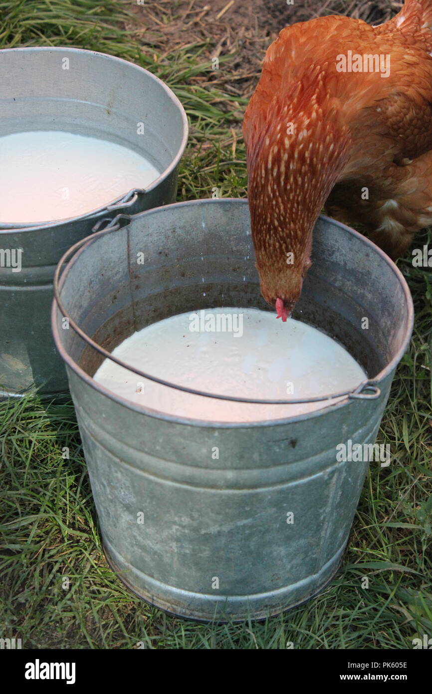 Rotes Hähnchen, das an einem späten Sommertag frische, nicht pasteurisierte Milch aus einem Melkeimer aus Metall trinkt. Stockfoto