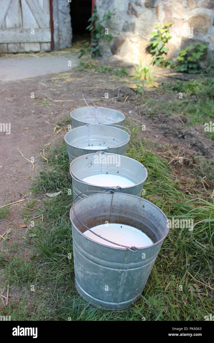 Aluminiumeimer mit frischer Milch an einem Spätsommertag. Stockfoto