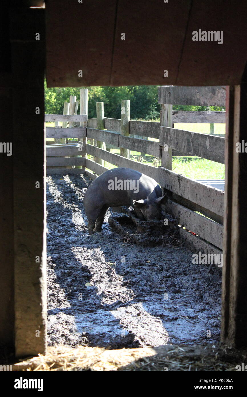 Hausschweine, die an einem Spätsommertag um ihren schlammigen Schweinestall herumlaufen. Stockfoto