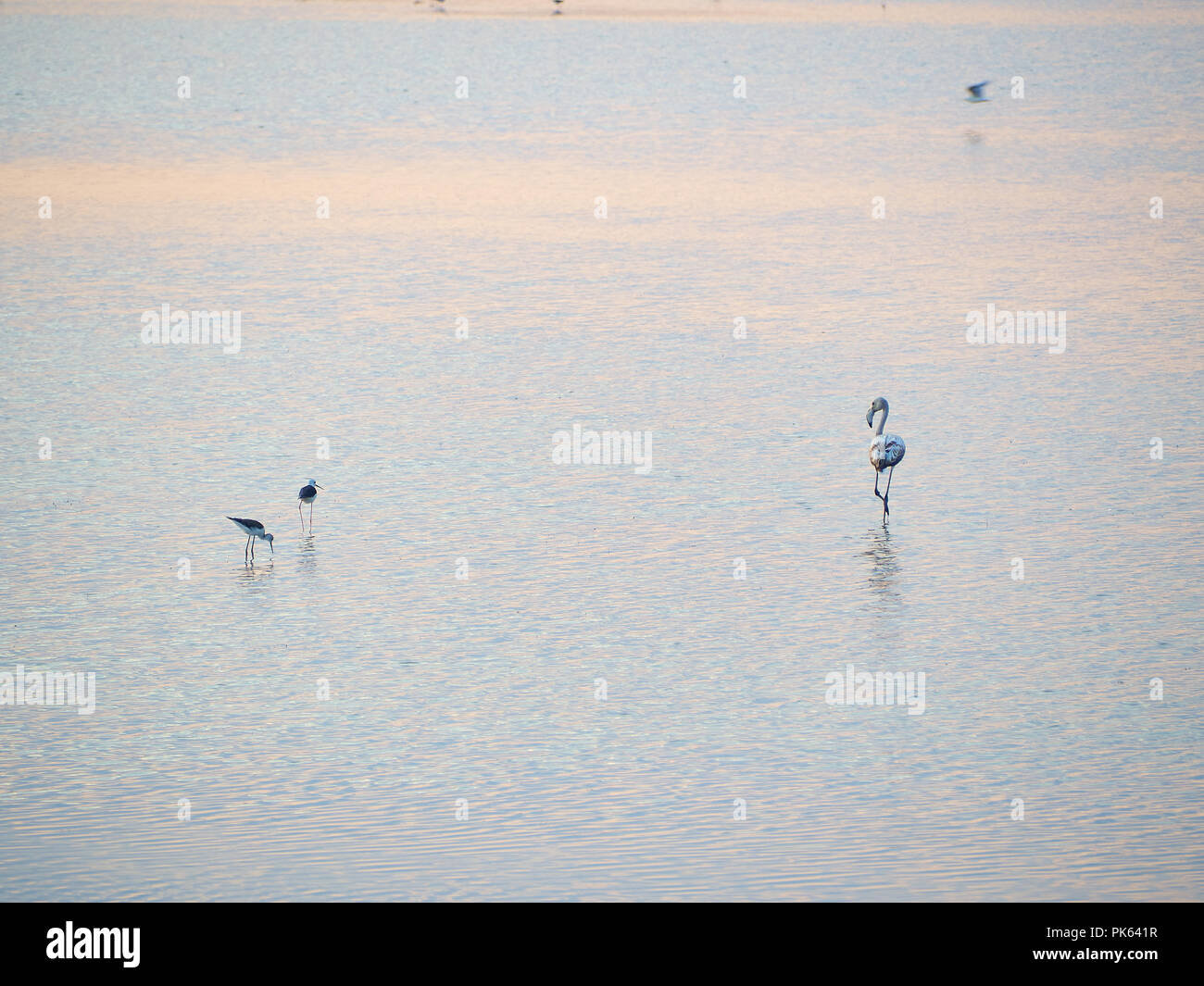 Schuß von Flamingos in einem Sommer Sonnenuntergang am Granelli Naturpark Park. Sizilien, Italien Stockfoto