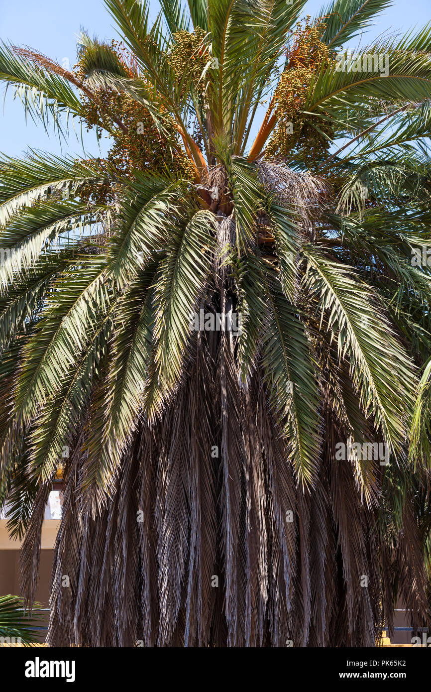Überwucherte Palm Tree mit ungepflegten Wedel, Spanien Stockfoto