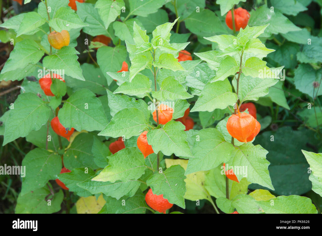 Physalis alkekengi Fruchtkörper in einem herbstlichen Garten, in der Nähe Stockfoto