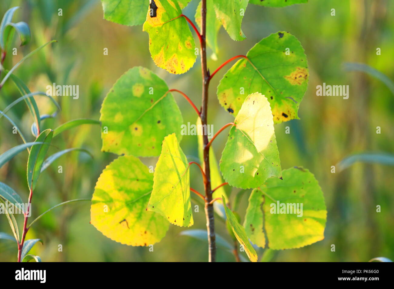 Herbst kommt, Farben ändern auf Blätter Stockfoto