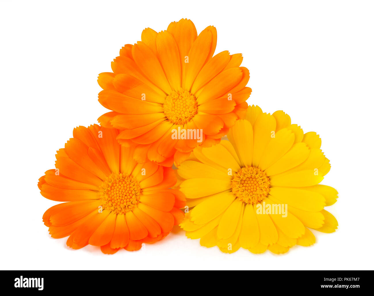 Ringelblume Blumen auf Weiß isoliert Stockfoto