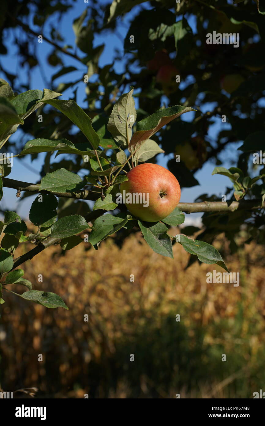 Gesunde Apfel am Baum Stockfoto