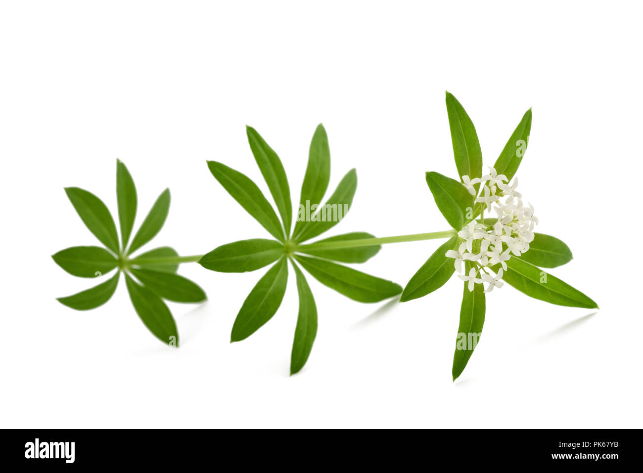 Frischen Waldmeister mit Blumen isoliert auf weißem Hintergrund Stockfoto