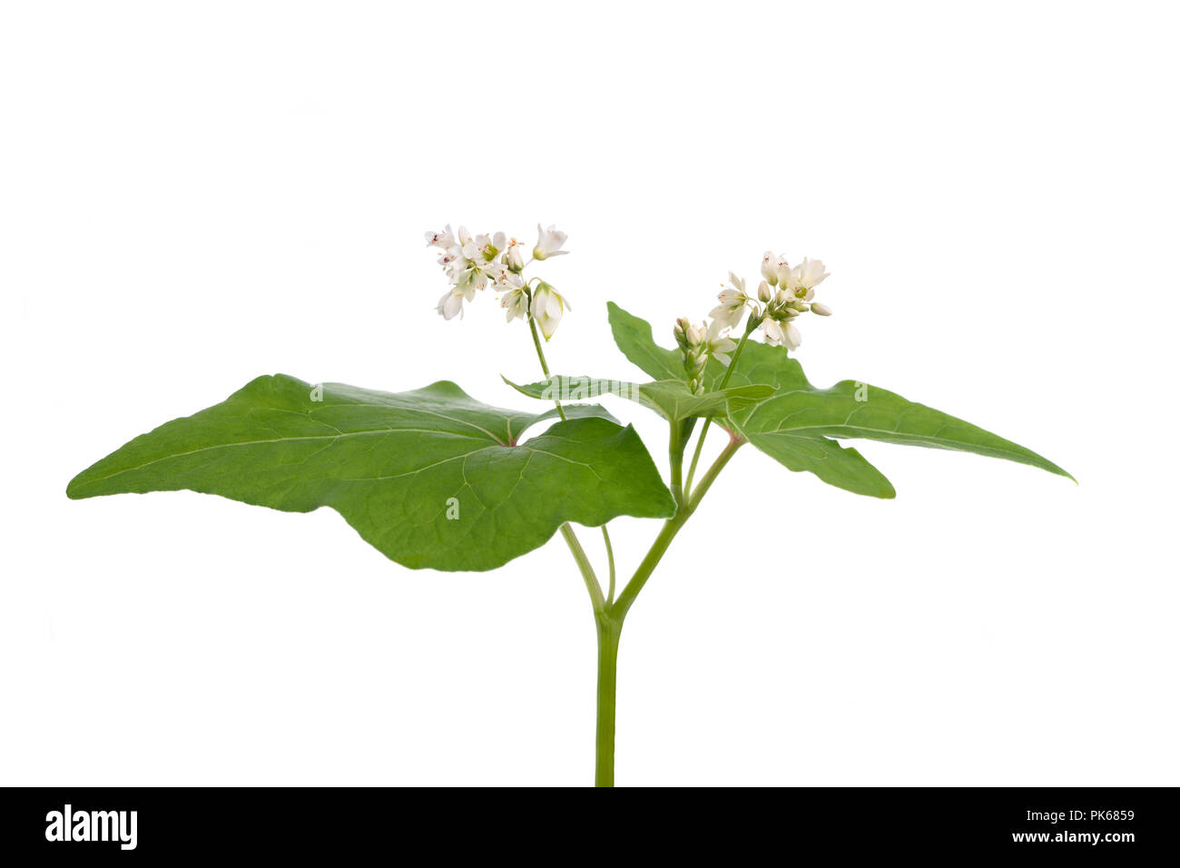 Buchweizen-Blumen isoliert auf weißem Hintergrund Stockfoto