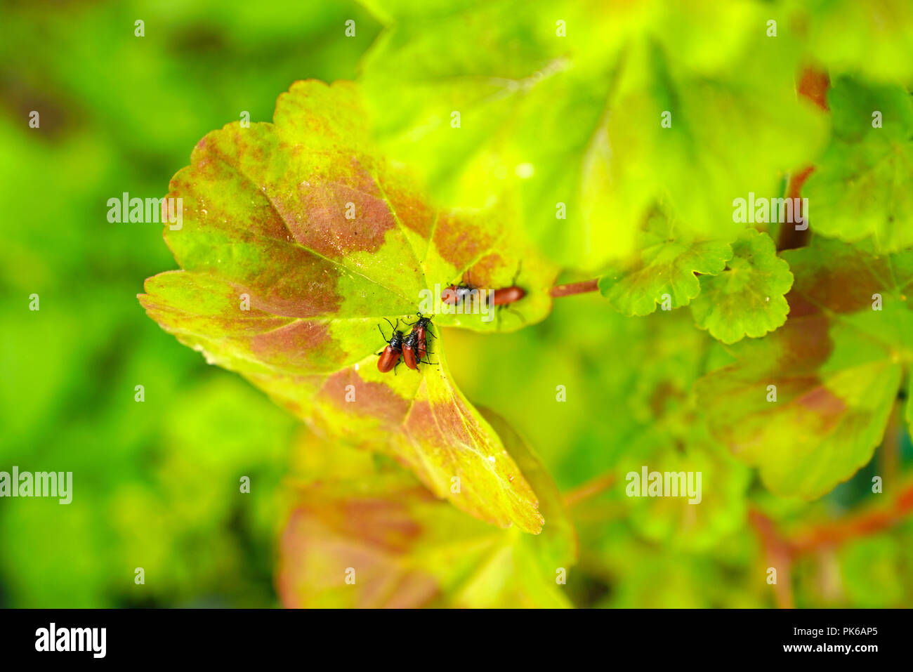 Gruppe von roten Käfer (Lilioceris cheni, auch bekannt als Luft potato leaf Beetle) auf Pelargonium graveolens Stockfoto