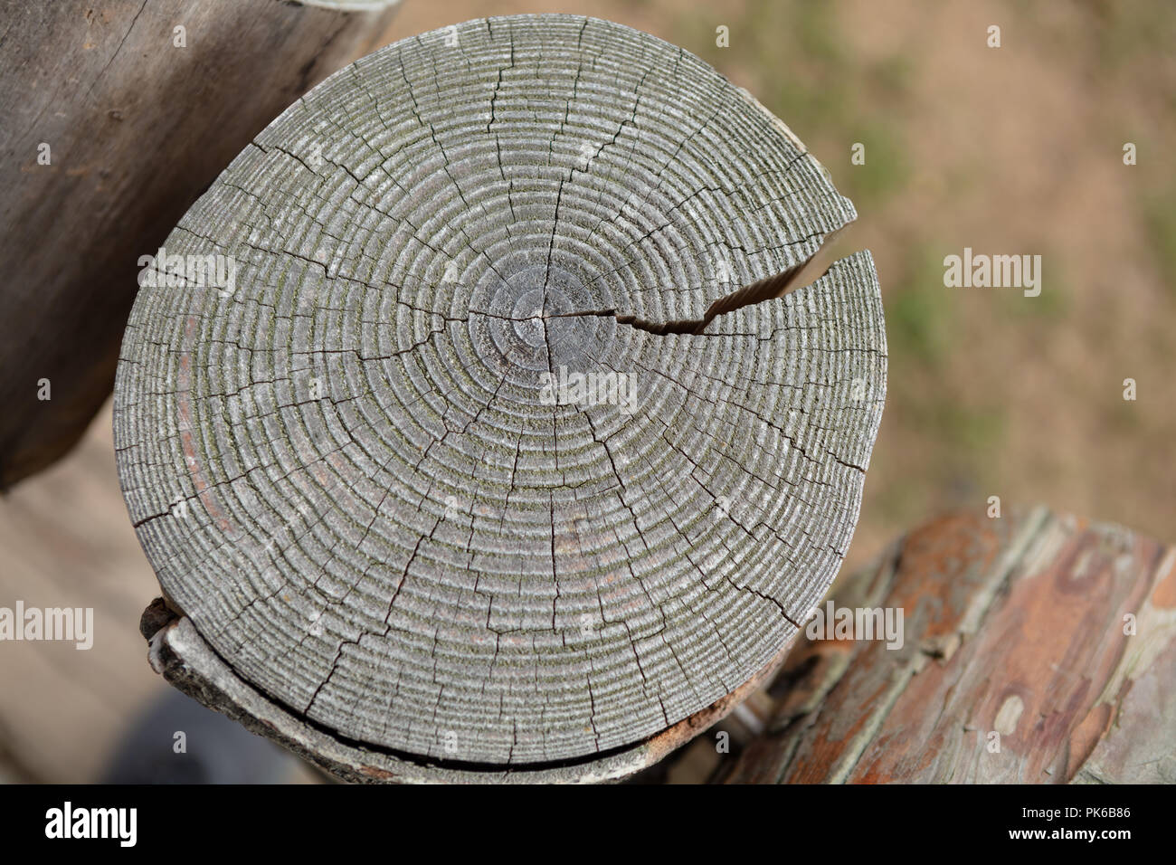 Nahaufnahme einer Holz Hintergrund mit jahresringe. Bild mit hoher Auflösung. Detaillierte organische Oberfläche Stockfoto