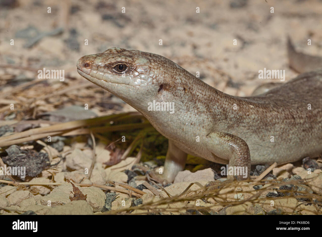 Round Island Skink (Leiolopisma telfairii) Stockfoto