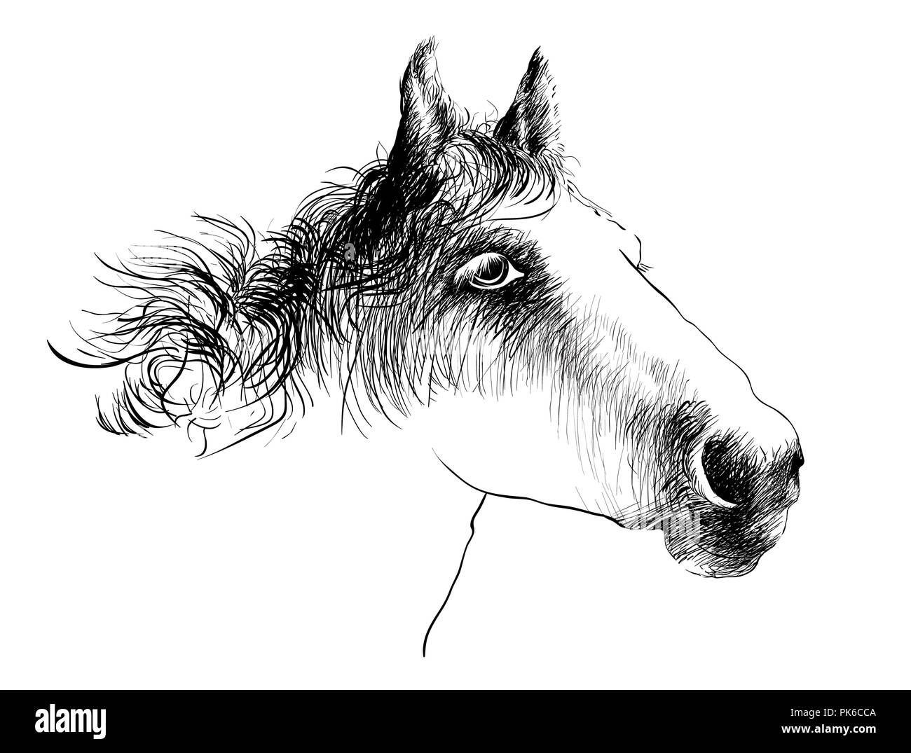 Pferdekopf Portrait Illustration, Zeichnung, Gravieren, Tinte, Strichzeichnungen Stockfoto