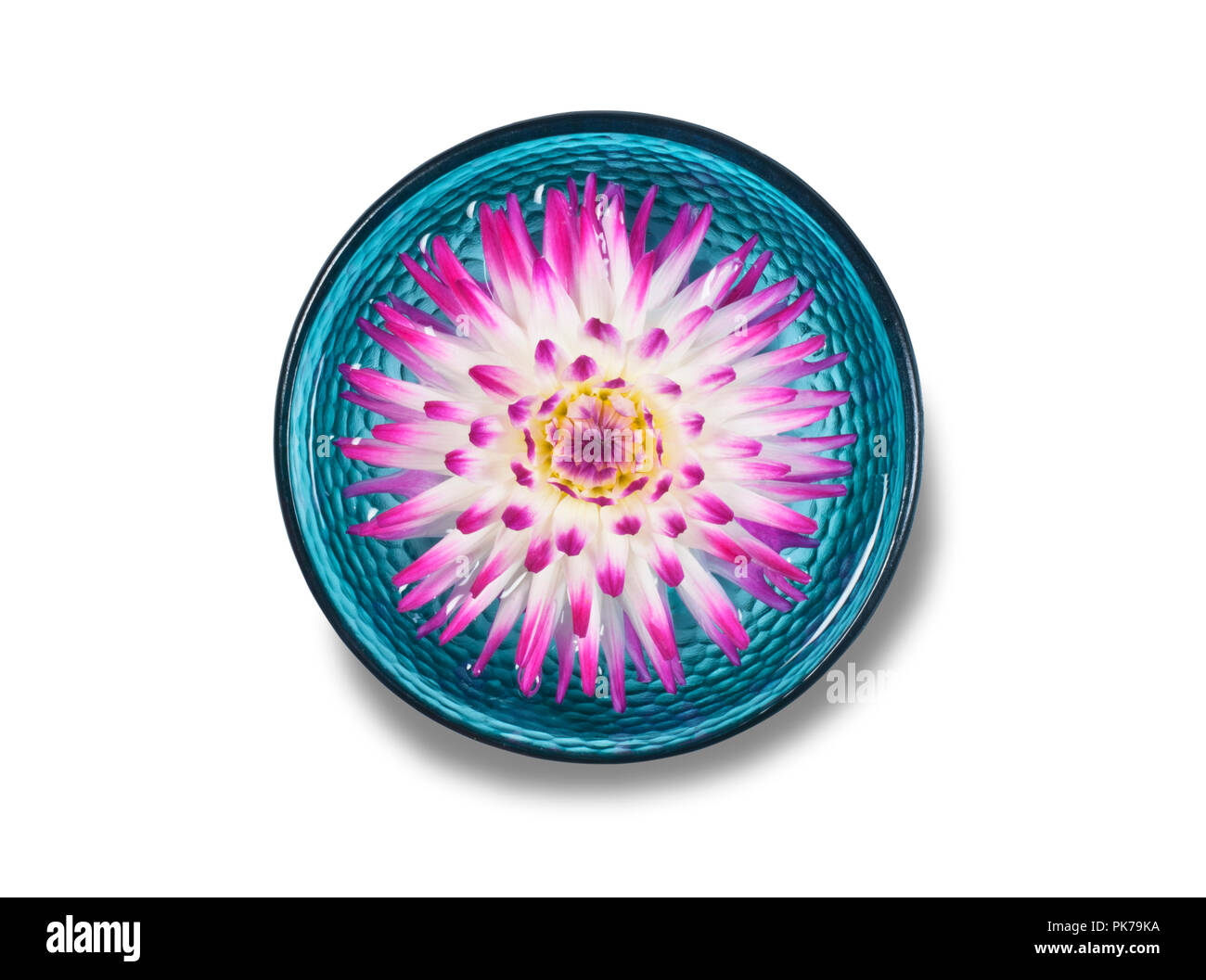 Studio Aufnahme einer dahlie Blüte schwimmt auf Wasser in eine Glasschüssel isoliert auf Weiss - Johannes Gollop Stockfoto