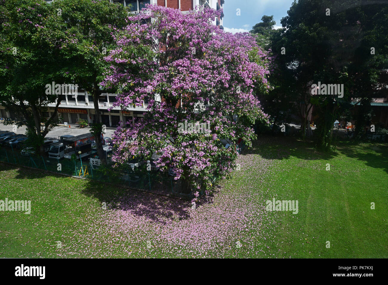 Singapur. 11 Sep, 2018. Trompete Baum Blumen blühen in Singapur an Sept. 11, 2018. Credit: Dann Chih Wey/Xinhua/Alamy leben Nachrichten Stockfoto