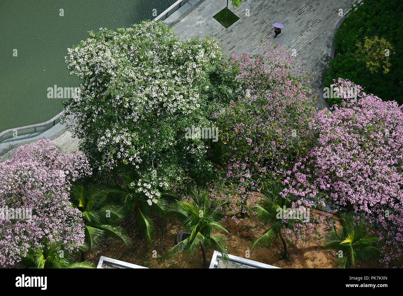 Singapur. 11 Sep, 2018. Trompete Baum Blumen blühen in Singapur an Sept. 11, 2018. Credit: Dann Chih Wey/Xinhua/Alamy leben Nachrichten Stockfoto